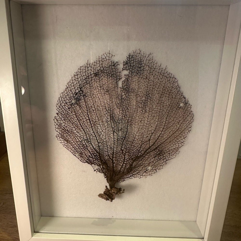 Oceanic Lace: Hand-Selected Brown Sea Fan Specimen from Tulum Mexico